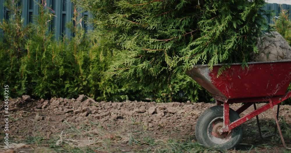 A man rolls a cart with tui saplings. Planting trees for hedges A man rolls a cart with tui saplings. Planting trees for hedges