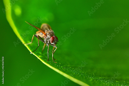A large gray fly with red eyes sits on a green leaf. A gray fly lurked on a leaf. Photos of tiny insects living in the garden.. High quality photo.