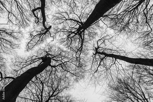 silhouette of a tree in winter