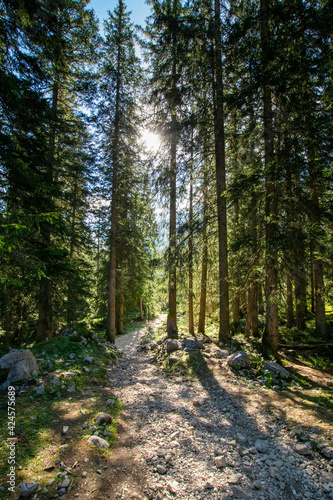path in the forest (Ehrwald, Tyrol, Austria) © Franziska Brueckmann