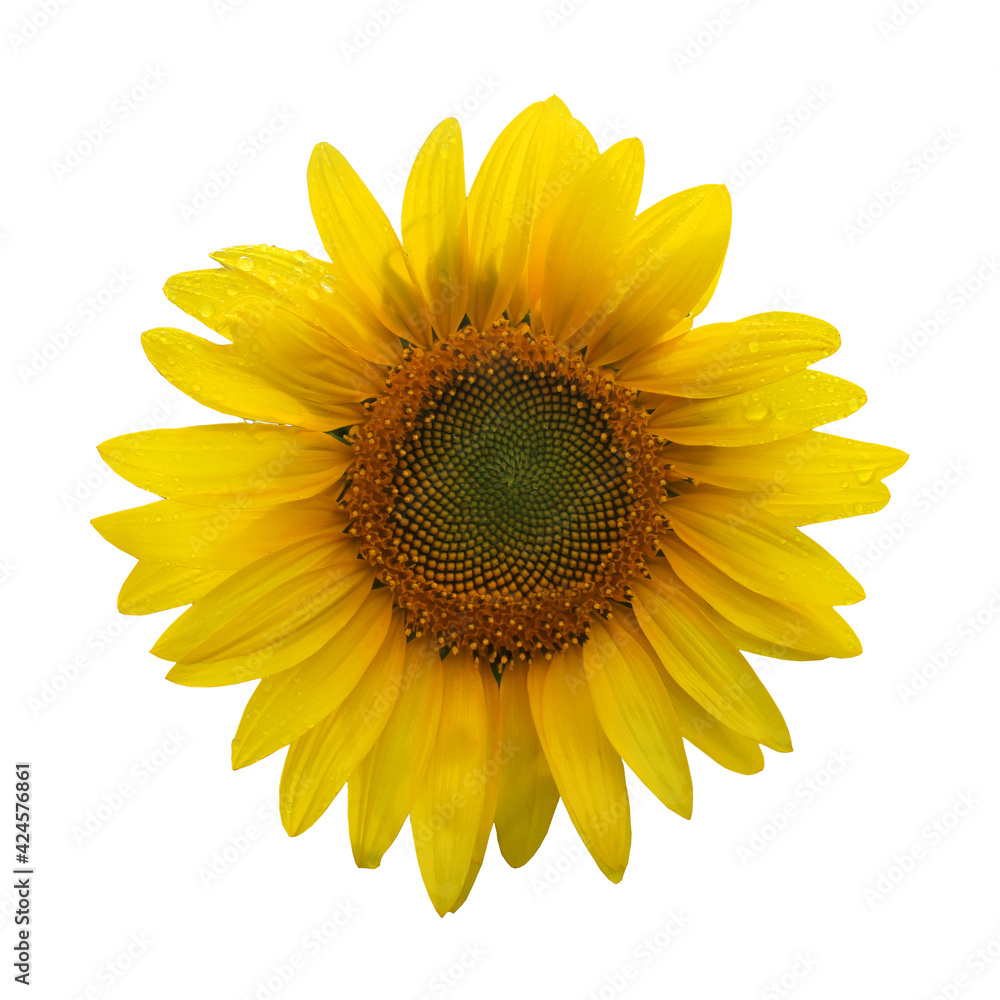 Naklejka premium Sunflower flower isolated on white background. One sunflower flower.