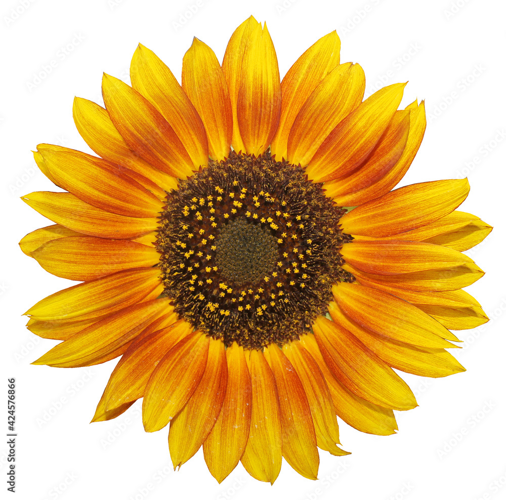 Fototapeta premium Sunflower flower isolated on white background. One sunflower flower.