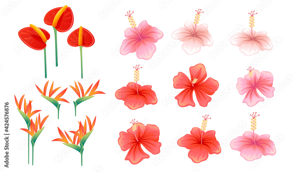 Obraz premium Set of pink and red exotic flower hibiscus anthurium and strelitzia vector illustration on white background