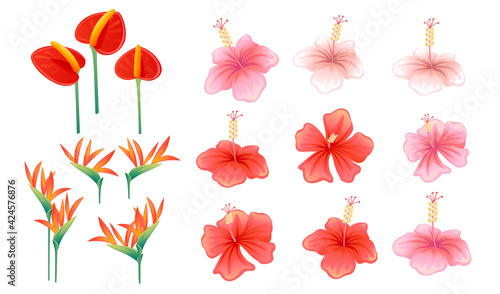 Set of pink and red exotic flower hibiscus anthurium and strelitzia vector illustration on white background