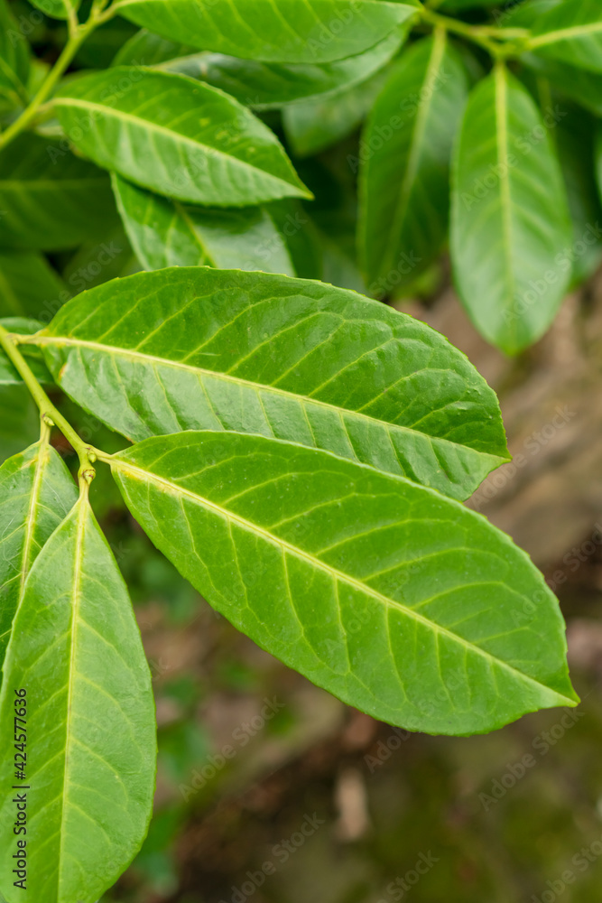 Green fresh beautiful leaves Green fresh beautiful leaves