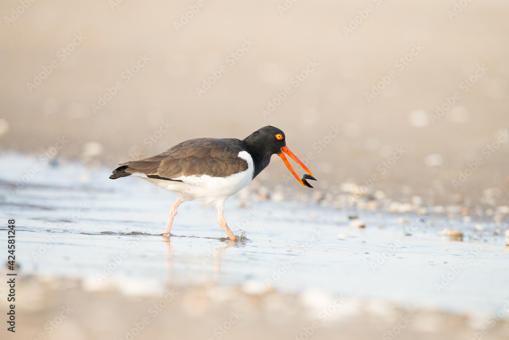 American Oystercatcher bird eating a mussel along the seacoast. American Oystercatcher bird eating a mussel along the seacoast.