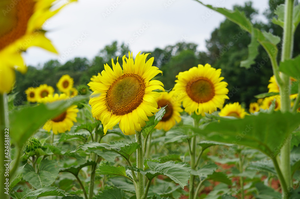 field of sunflowers