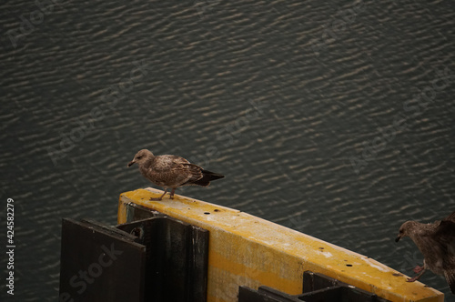 bird on a dock