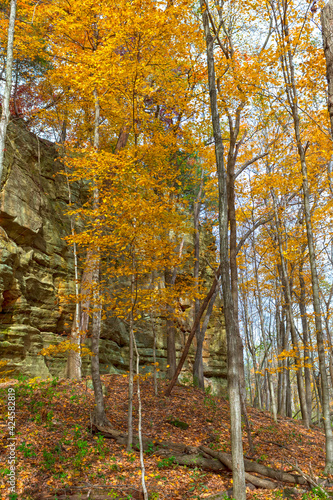 Fall Trees in a Secluded Canyon