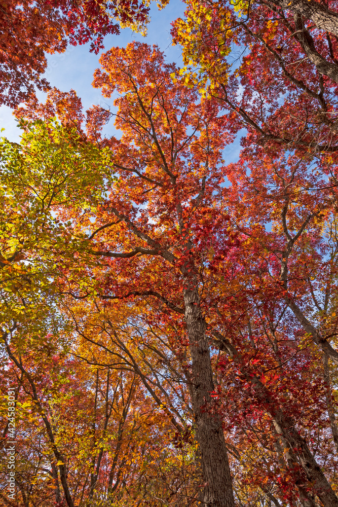 Underneath a Red Autumn Canopy