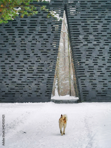 dog on the roof