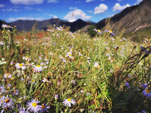 meadow with flowers