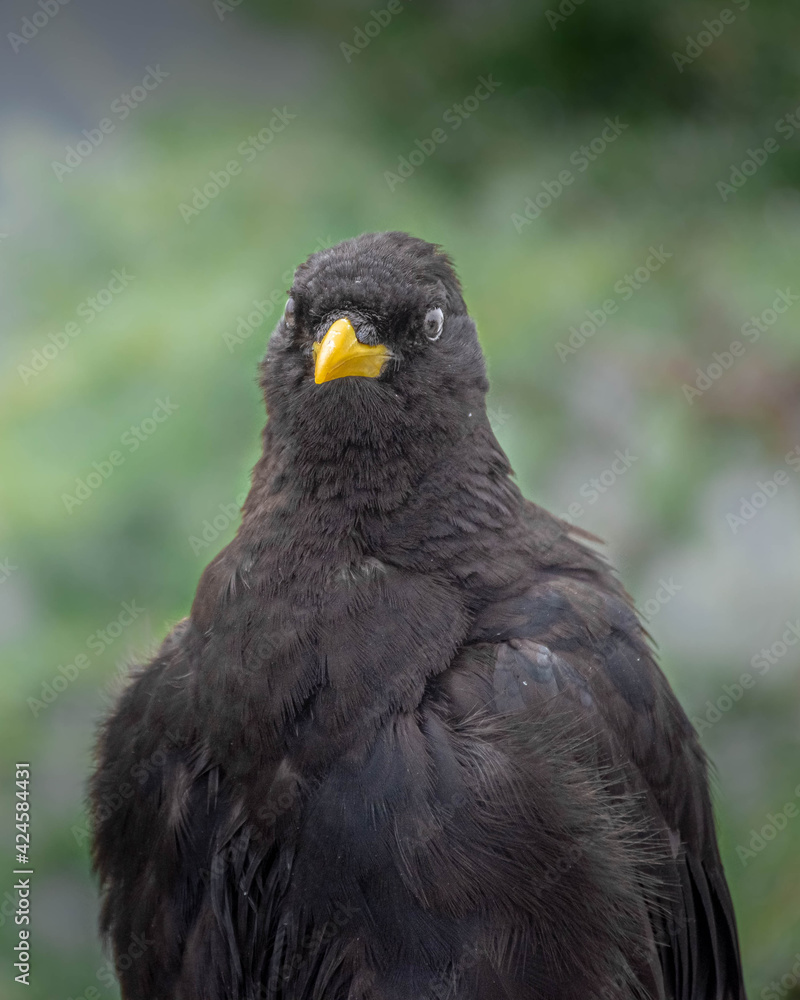 Fototapeta premium Alpine Chough (Pyrrhocorax graculus) in the Bavarian Alps, Mount Jenner Germany