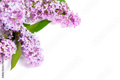 Branches of purple lilac on a white background