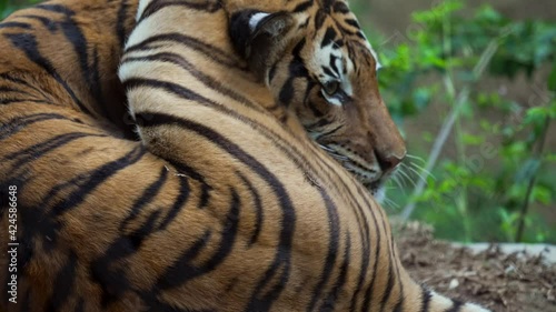 This video shows a majestic tiger cleaning and licking under it's leg in slow motion. photo