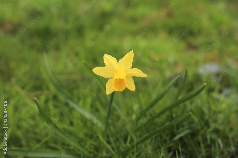 Wildflowers in the garden. Macro photography. Background Wildflowers in the garden. Macro photography. Background