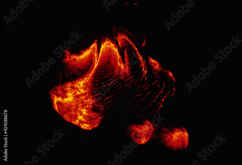 Obraz na płótnie Coulées de lave du volcan Kilauea à Hawaii w salonie