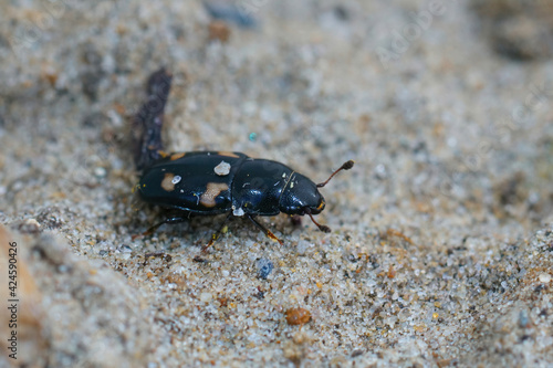 Closeup of the four-spotted sap beetle , Glischrochilus quadrisignatus photo
