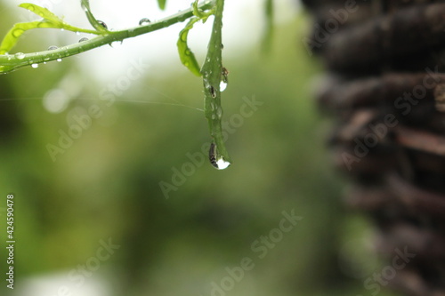 Close-up of water droplet falling off of a leaf on a rainy day. High quality nature shots.