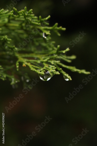 Close-up of water droplet falling off of a leaf on a rainy day. High quality nature shots.