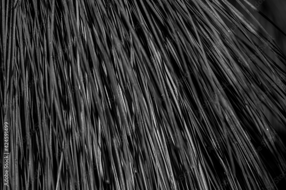 Black and White Thick Grass Background Black and White Thick Grass Background