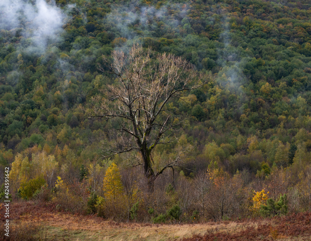 autumn in the forest