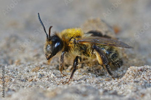 Closeup of the female of the chocolate or hawthorn mining bee , Andrena scotica © Henk