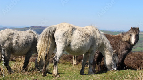 Majestic horse in horse field with blue sky. High quality photo of wild white horse.