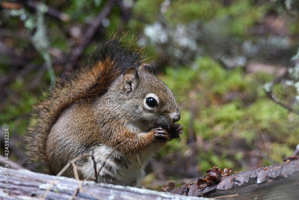Foraging squirrel in Glacier National Park Foraging squirrel in Glacier National Park