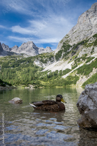 scenery around Seebensee in the austiran alps (Ehrwald, Tyrol, Austria)