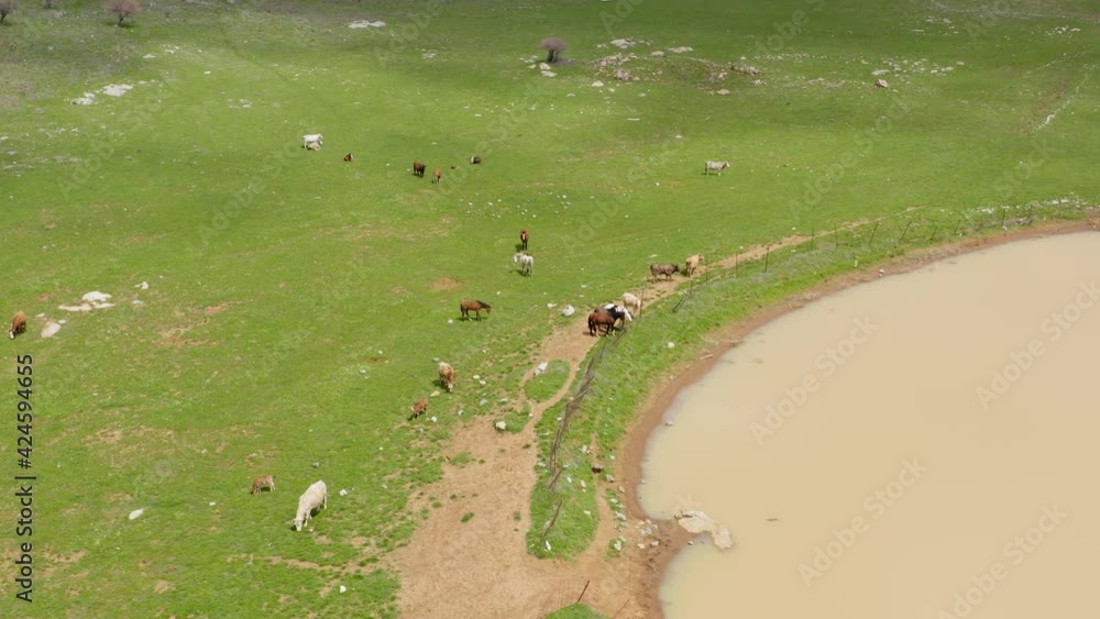 Aerial view of Cattle and Horses relaxing by a small natural water source.
Aerial view of Cattle and Horses relaxing by a small natural water source.