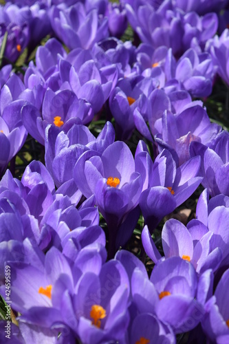 Crocus flowers close up. Very peri color 2022. Beautiful spring background.