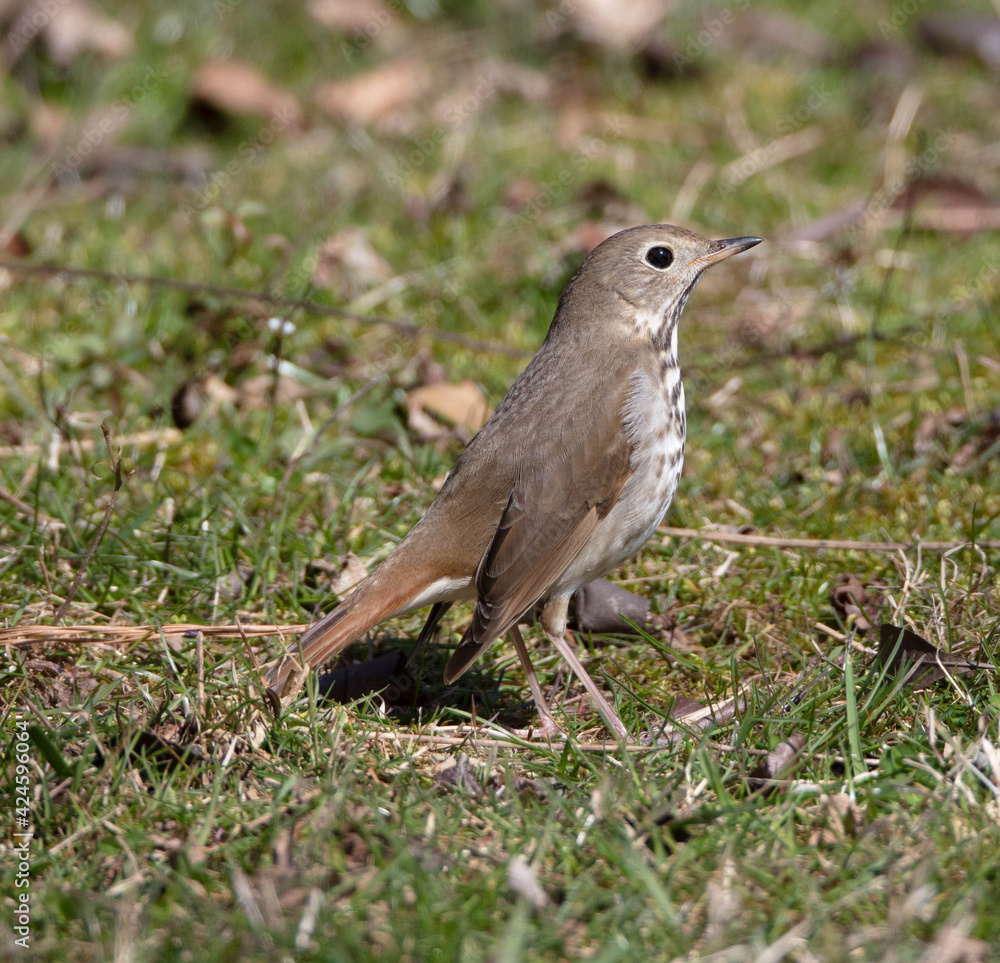 Hermit Thrush on Mowed Grass Hermit Thrush on Mowed Grass