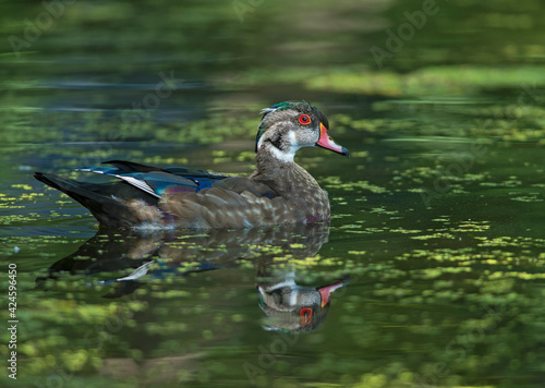 eclipse Wood Duck male