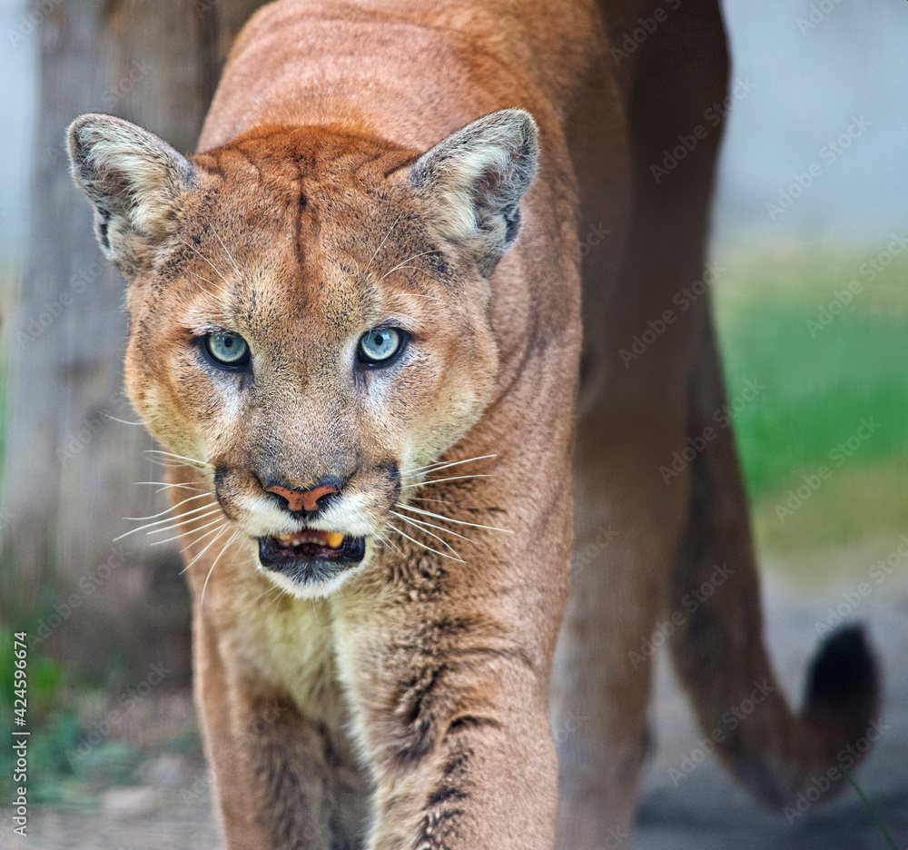 Obraz premium Mountain Lion