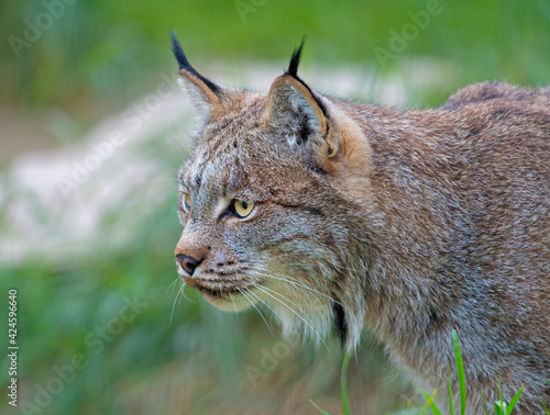 Lynx © Nina