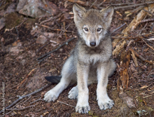 Obraz na płótnie Timber Wolf pup