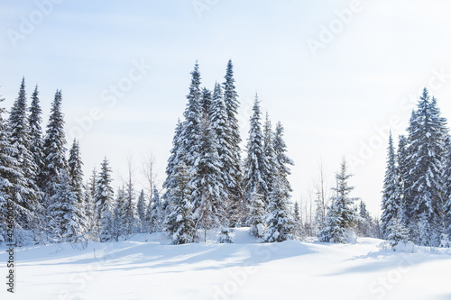 Winter spruce forest in the snow © Yuri Bizgaimer