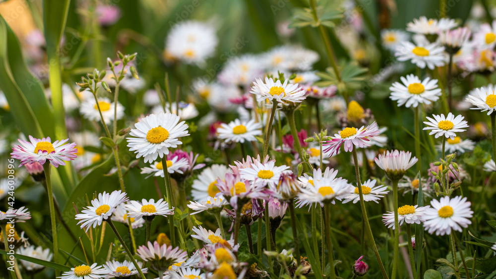 Fototapeta premium field of daisies