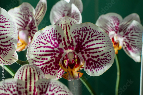  orchid is a flowering plant flower with the most members. The species are widely known from the wet tropics to the circumpolar region, although most of the members are found in the tropics.
