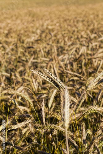 Mature yellowed cereals on agricultural land, farming