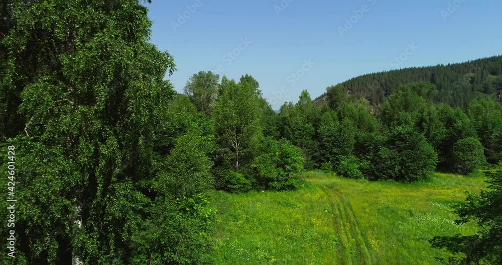 Dense deciduous mixed fresh green forest of northern temperate zone at summer cloudy evening - Aerial drone top down view Dense deciduous mixed fresh green forest of northern temperate zone at summer cloudy evening - Aerial drone top down view