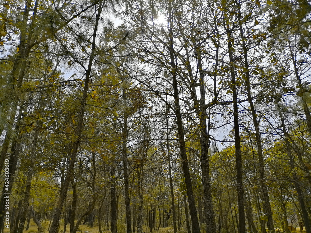 Mystical forest Mystical forest