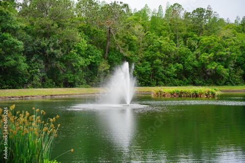A small pond in a community of Florida