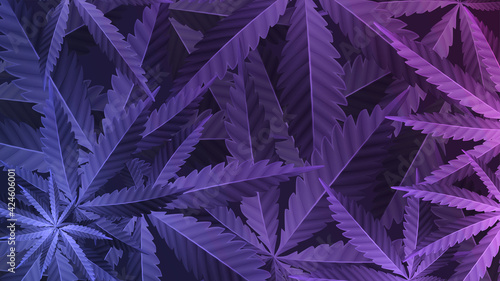 Purple leafs of cannabis plant, wallpaper with marijuana plant, top view.