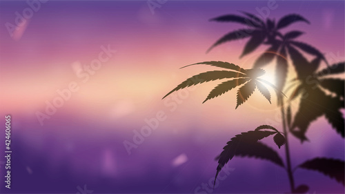 Blurred panorama of landscape at sunset with Marijuana on foreground. Silhouette of Cannabis against sunset.