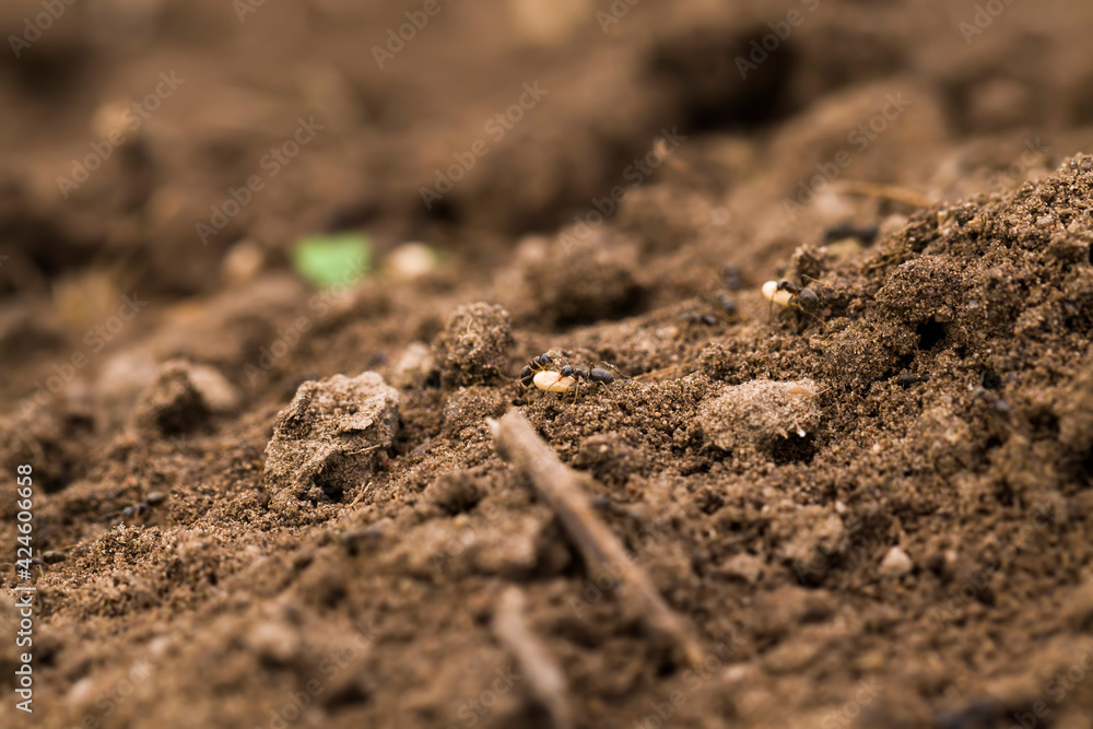 ants crawling on the sand ants crawling on the sand