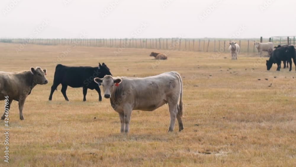 Cow looking towards the camera, while standing on a field, in Colorado, USA - Slow motion, tracking view Cow looking towards the camera, while standing on a field, in Colorado, USA - Slow motion, tracking view