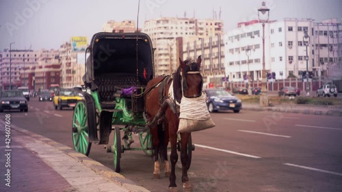 wide shot on a horse hantoor  while eating in front of Alexandria library corniche side seaside shatby mahtet el raml photo