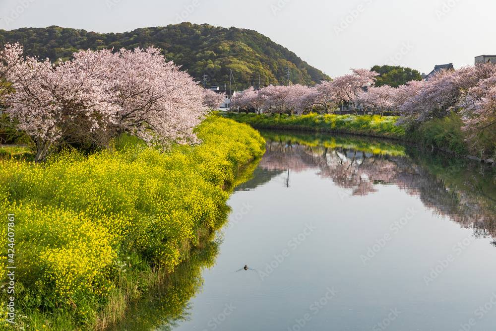 勝間田川の川岸に咲き誇る桜と菜の花